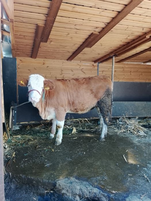 Vând junică gestanta și vitea