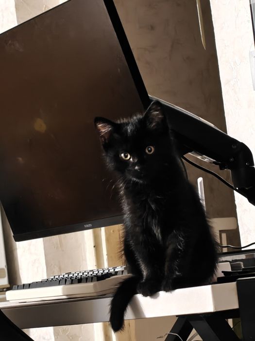 Отдам милого котёнка в добрые руки