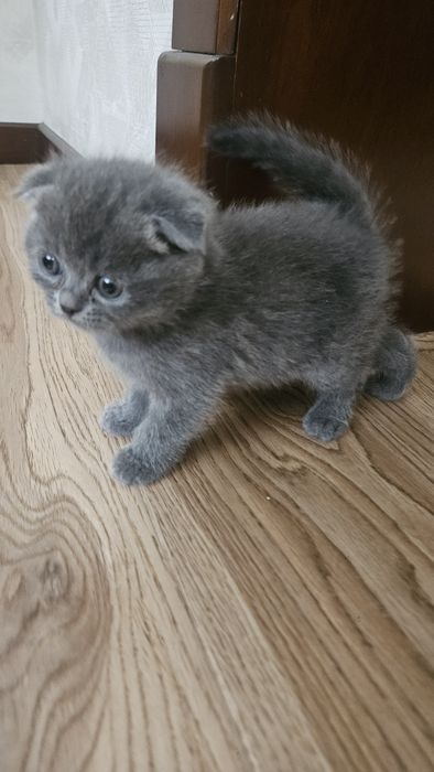 Scottish fold мальчик 2 месяц