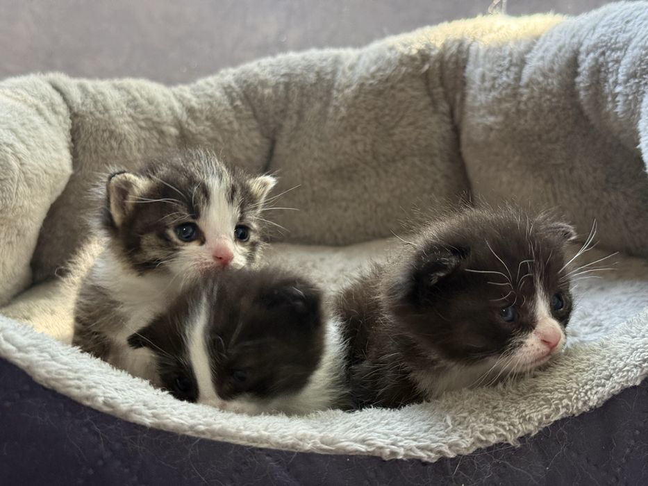 Котята ласковые  в добрые руки