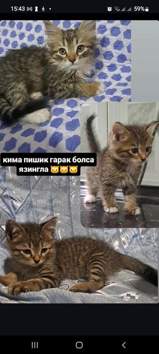 продаётся котята