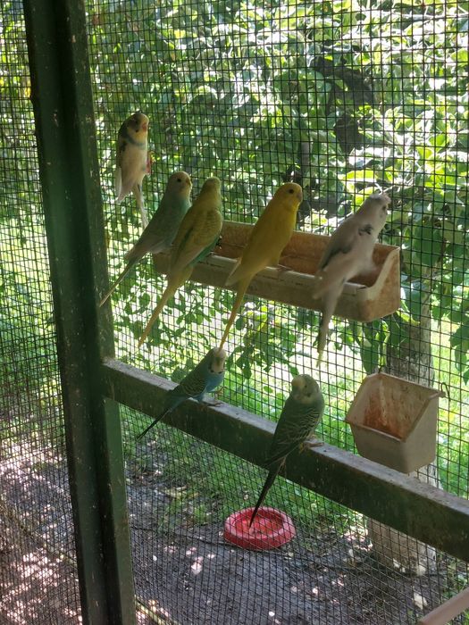 Papagali Peruși de vânzare