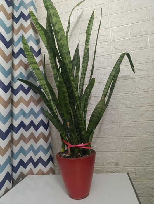 Комнатный цветок, "Ослиные уши"