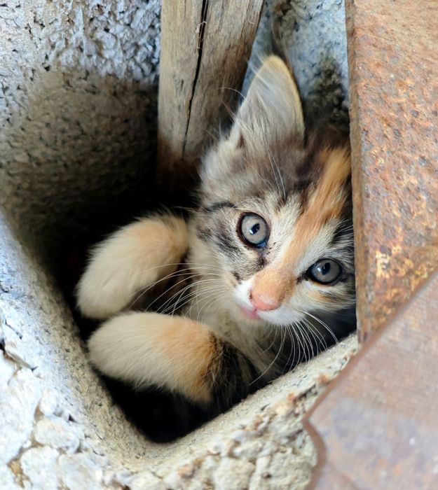 Отдам котят в добрые руки