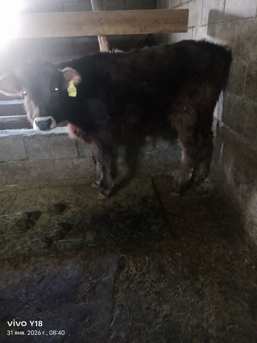 Бузау сатам. Продам бычка
