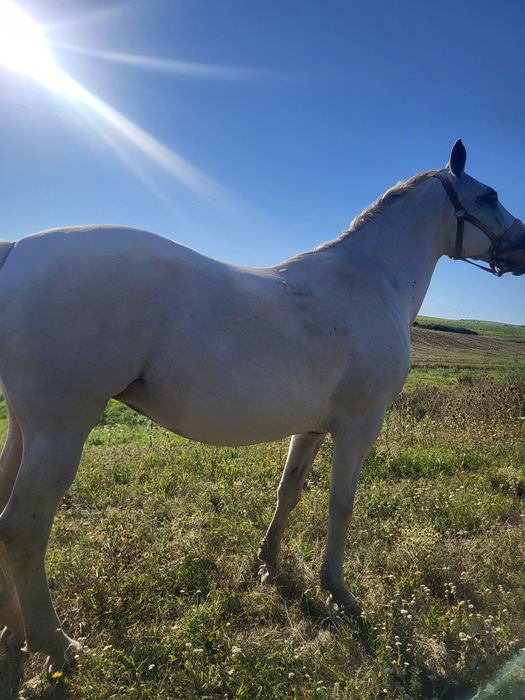 Iepe lipitan de vinzare învățate pentru echitație și trasura