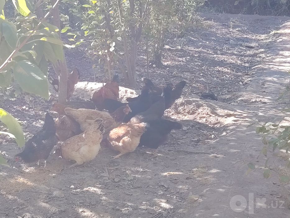 Товуклар    tovuqlar sotiladi