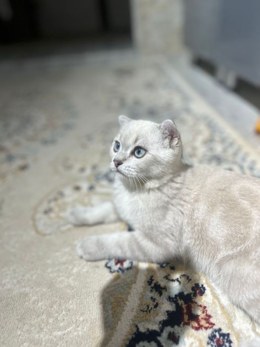 Кошка Шотландская вислоухая кошка