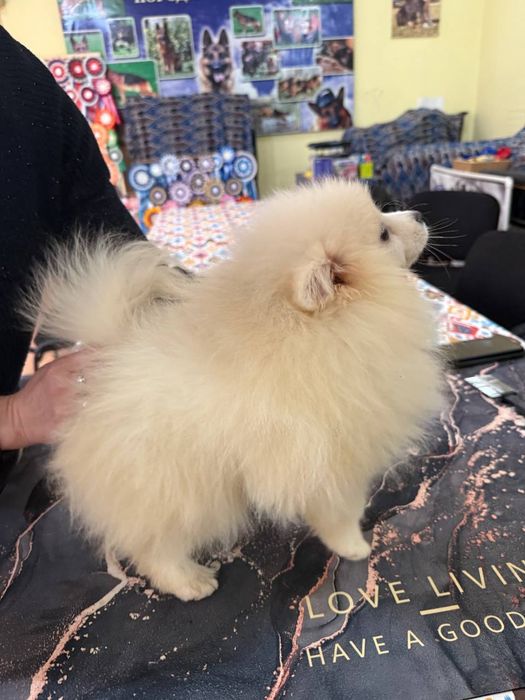 Щенки померанский шпиц