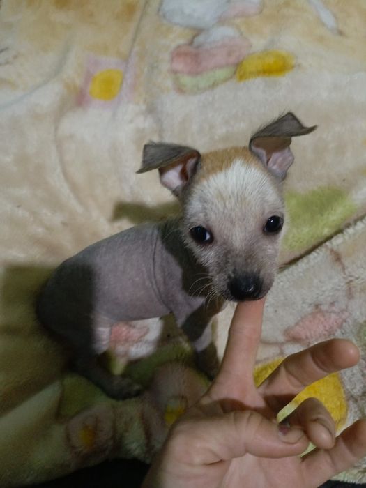 Щенки Косоломини 2 месяца