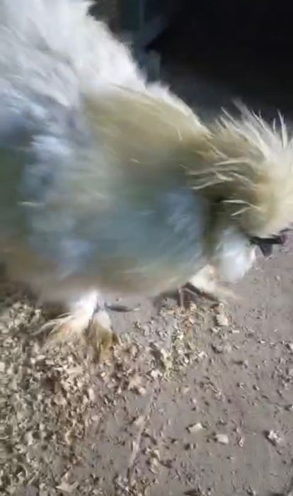 Тухум сотилади заказ оламиз