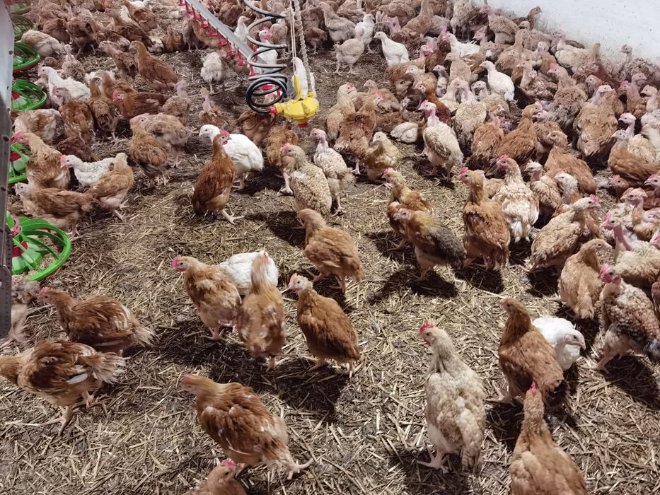 Vând pui mixti și de carne