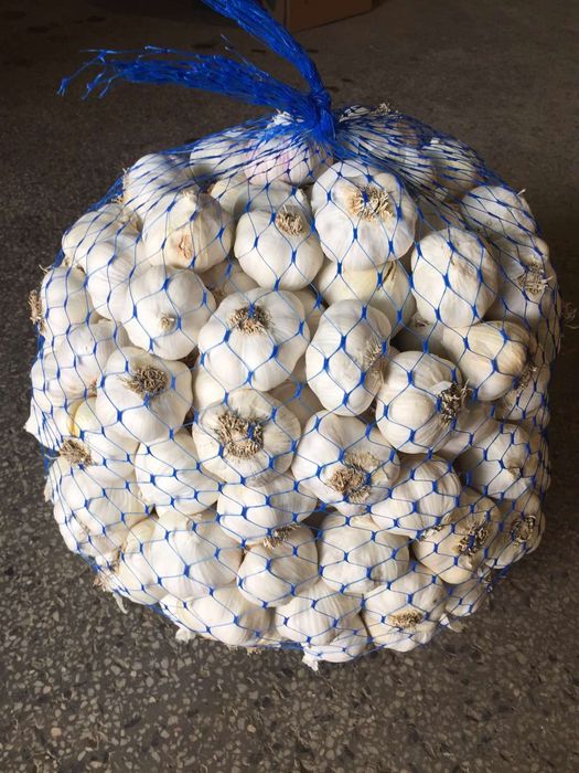 Чесън за консумация зимно и пролетно засаждане