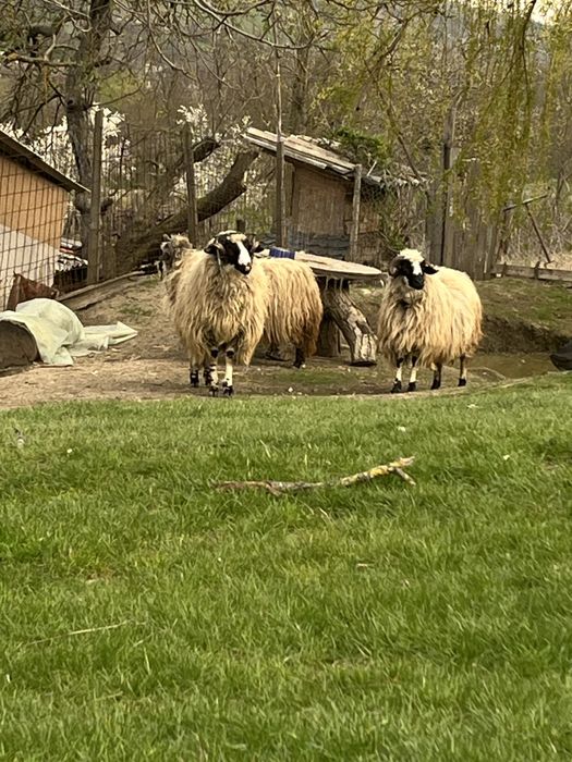 Berbec breaz 3 luni