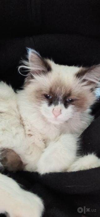котенок породы рэгдолл