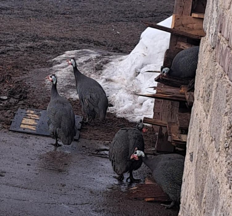 Vând 2 bibilici tinere