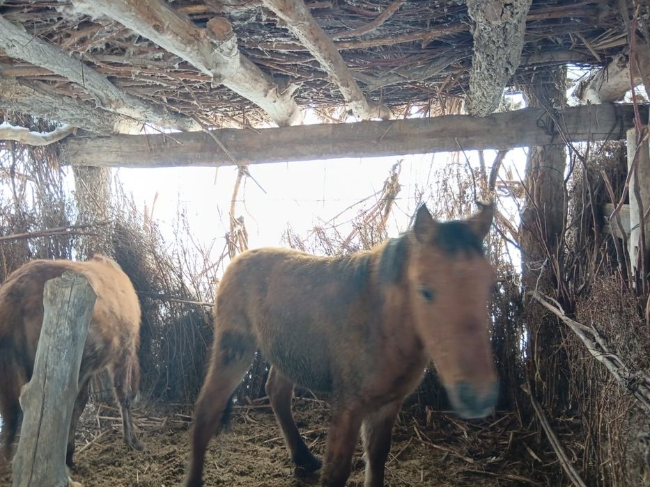 Бағылған бие тай бар