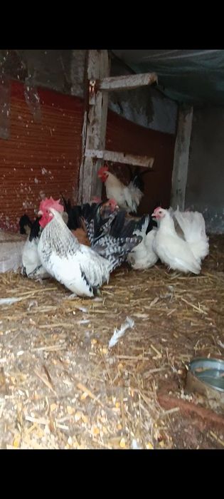 Cocoșei chabo de prăsilă