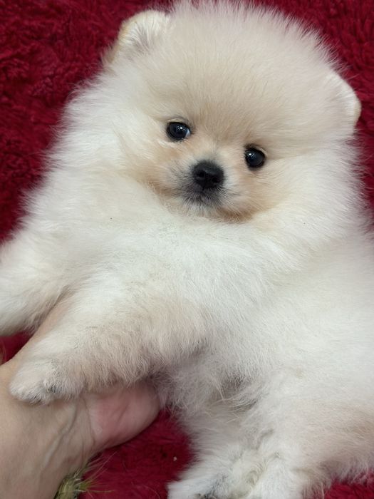 Шикарные малыши шпица