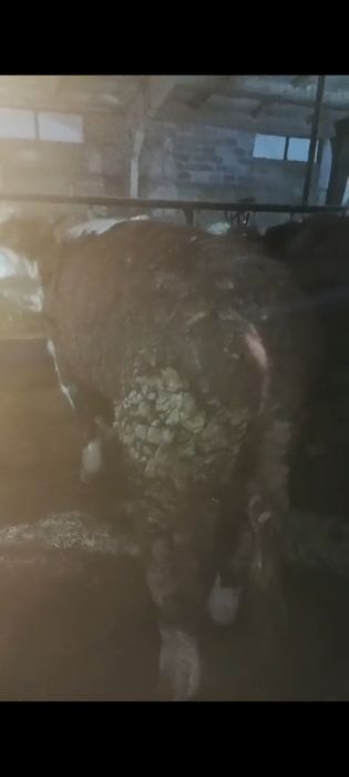 Белоголовые бычки