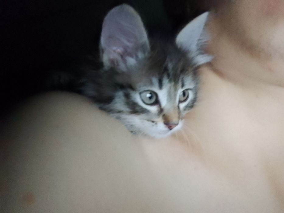 Котята здаю бесплатно