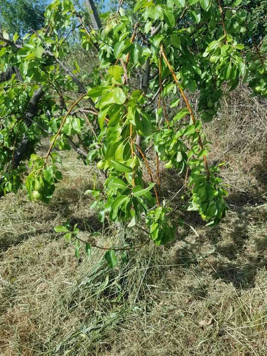 Продава се Земеделски имот в Видин, Химик -  кв.м за 4590 €/дка - Снимка #1