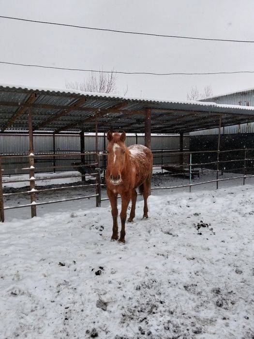 Таза Канды биелер