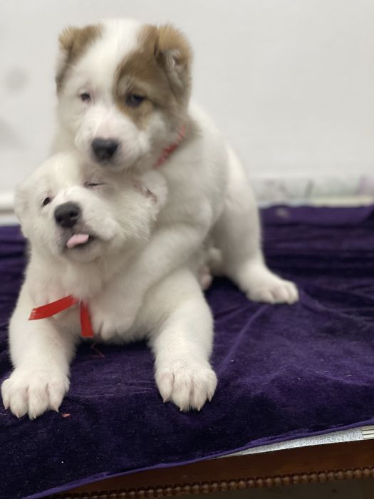 Продам шикарных малышек алабайчиков