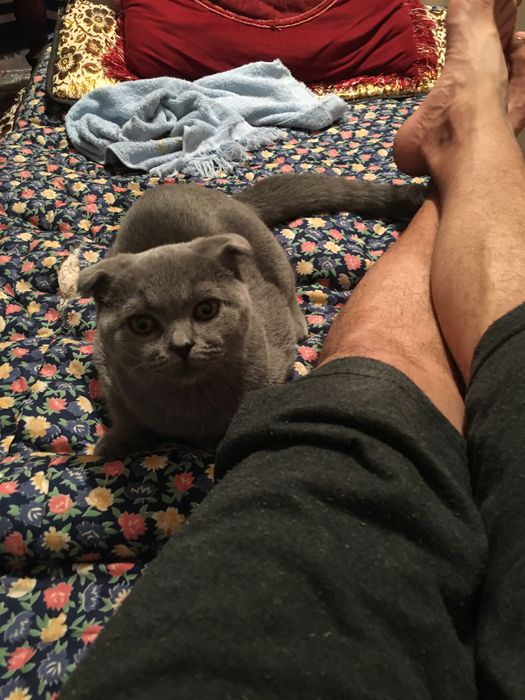 Скоттиш фолд 8 ойли