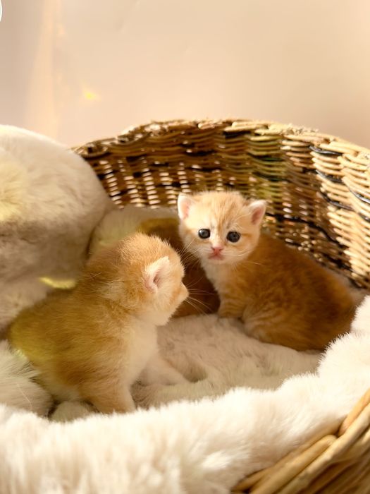 Золотые котята окрас шиншилла