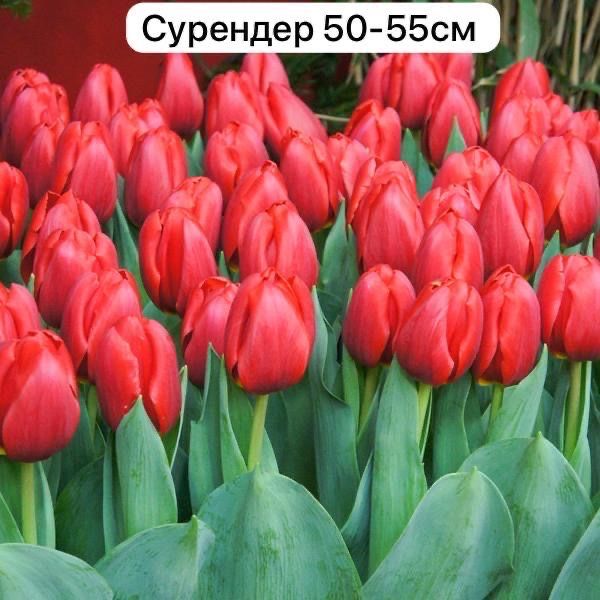 Продаем тюльпаны!!!
