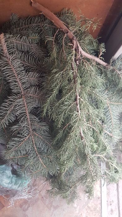 Лапник. Ветви елки. Для поделок.