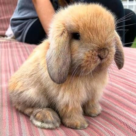 Минилоп кролик декоративные