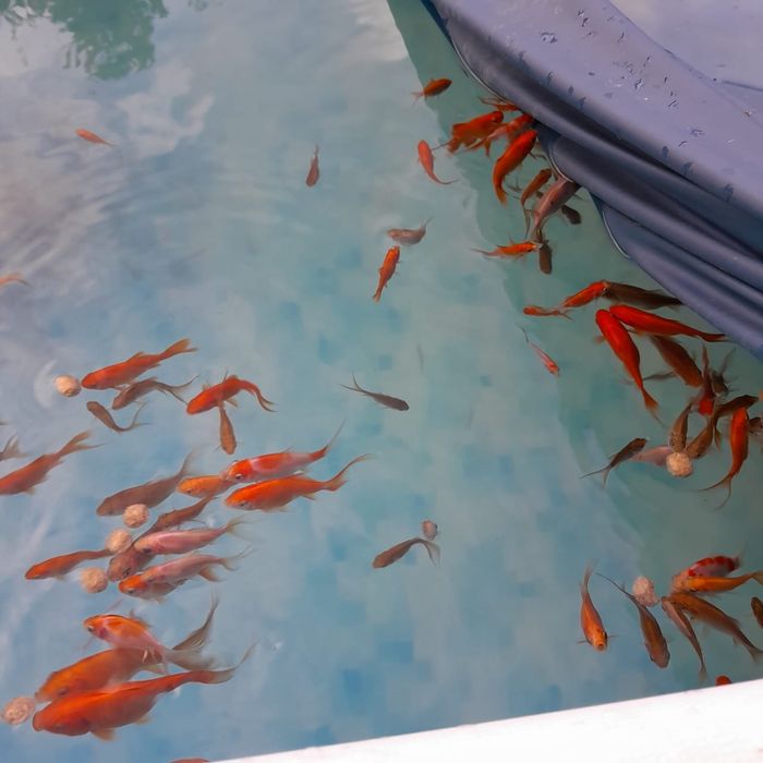 Золотая рыба-комета