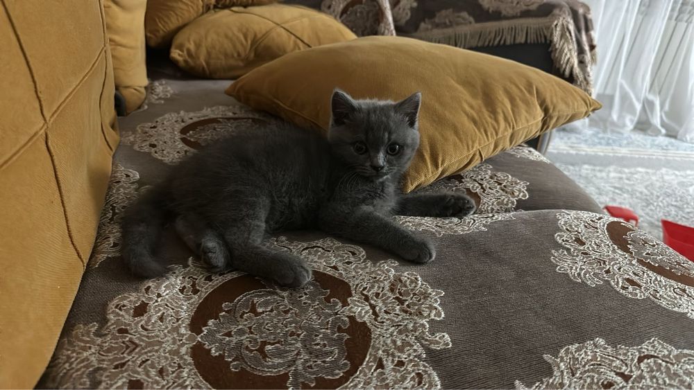 Британски котенок