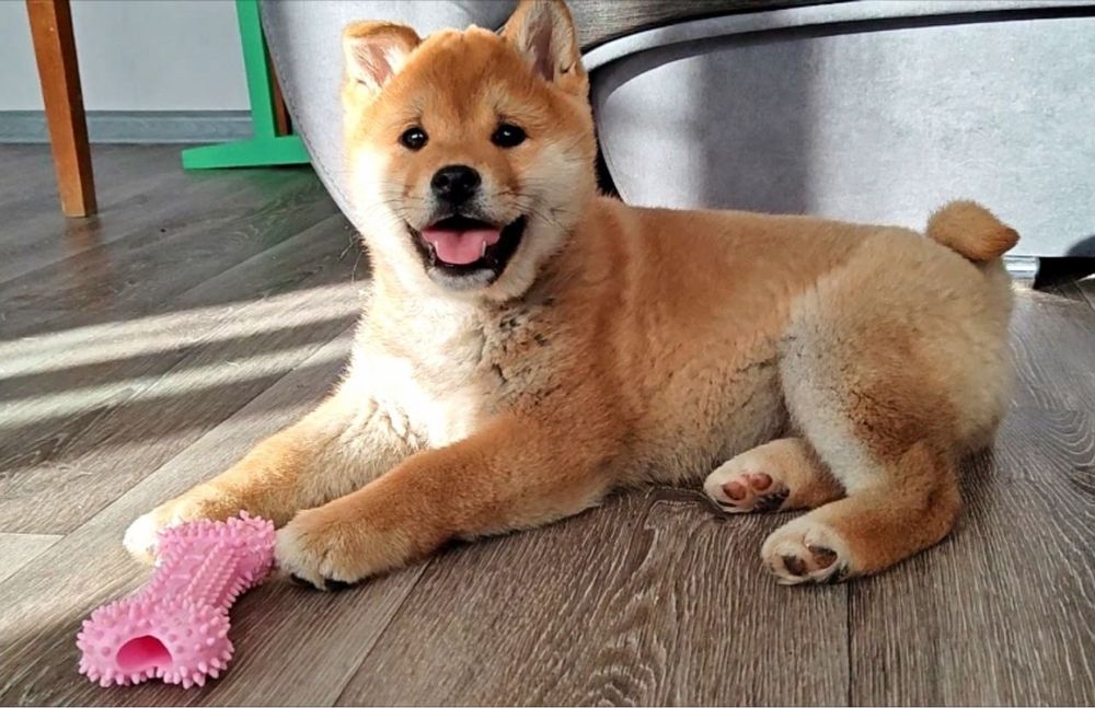 Shiba-Inu бронь