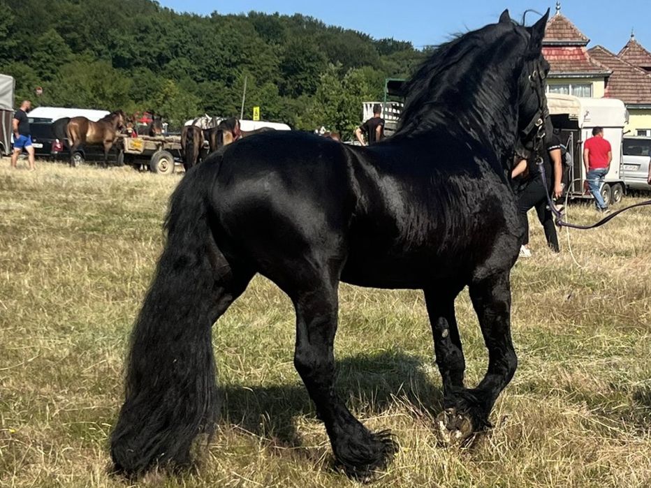 Armasar Friesian /Frizian pentru monta