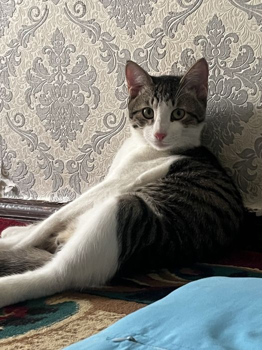 Отдам котика в добрые руки ….