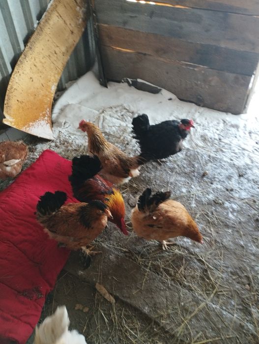 Продам домашних кур
