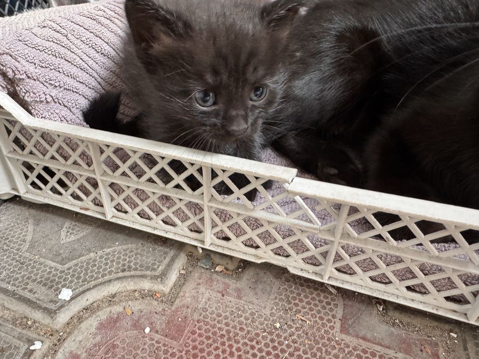 Отдам котят в добрые руки