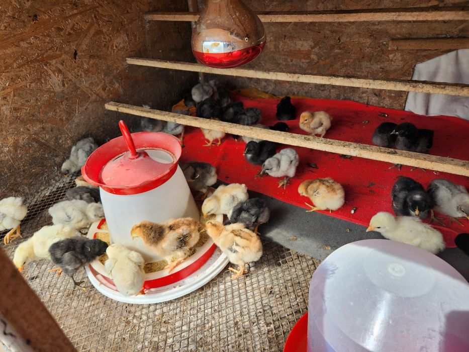 Pui Australorp dar si alte rase selectate vârste diferite