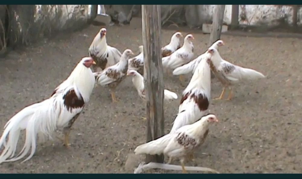 Feniks tovuq zotiga mansub xo‘roz.