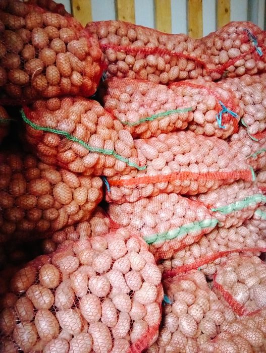 Cartofi roșii de sămânță