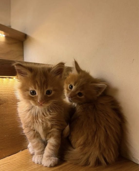 Мейн Кун котята чистокровные