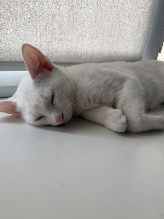 котенок бесплатно