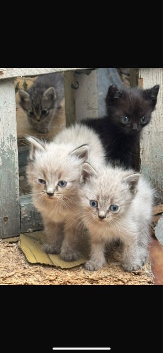 Котята