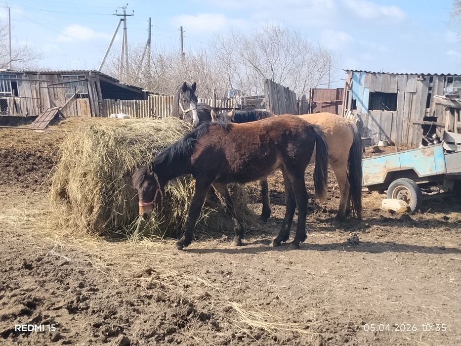Продам кобылу 10 месяцев
