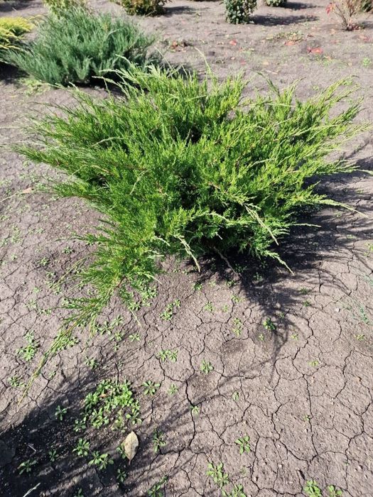 Продажа саженцев