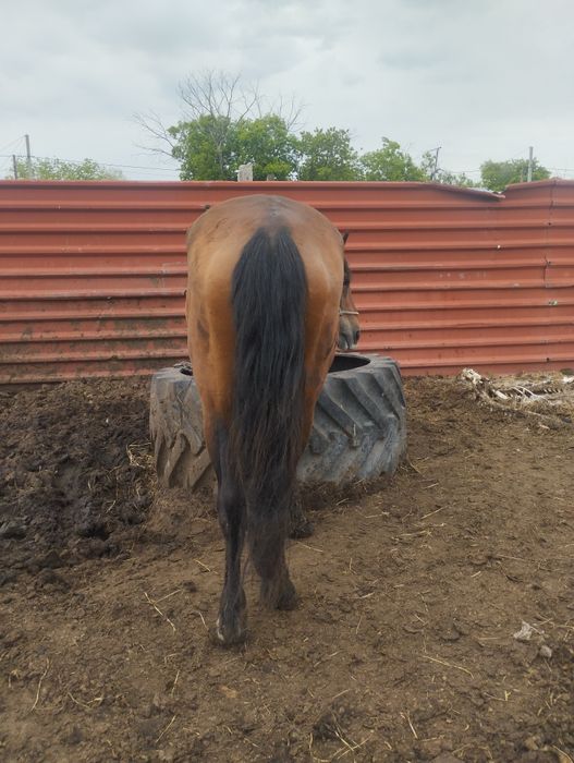 Продам жеребца табунного