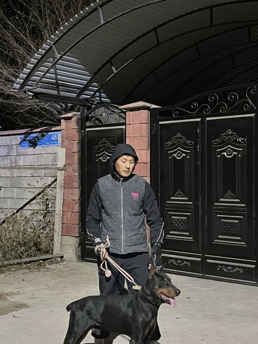 Доберман. 1 год смец